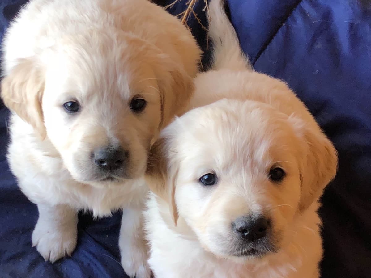 European Champion Sired English Cream Pups, all clearances breeder image 22