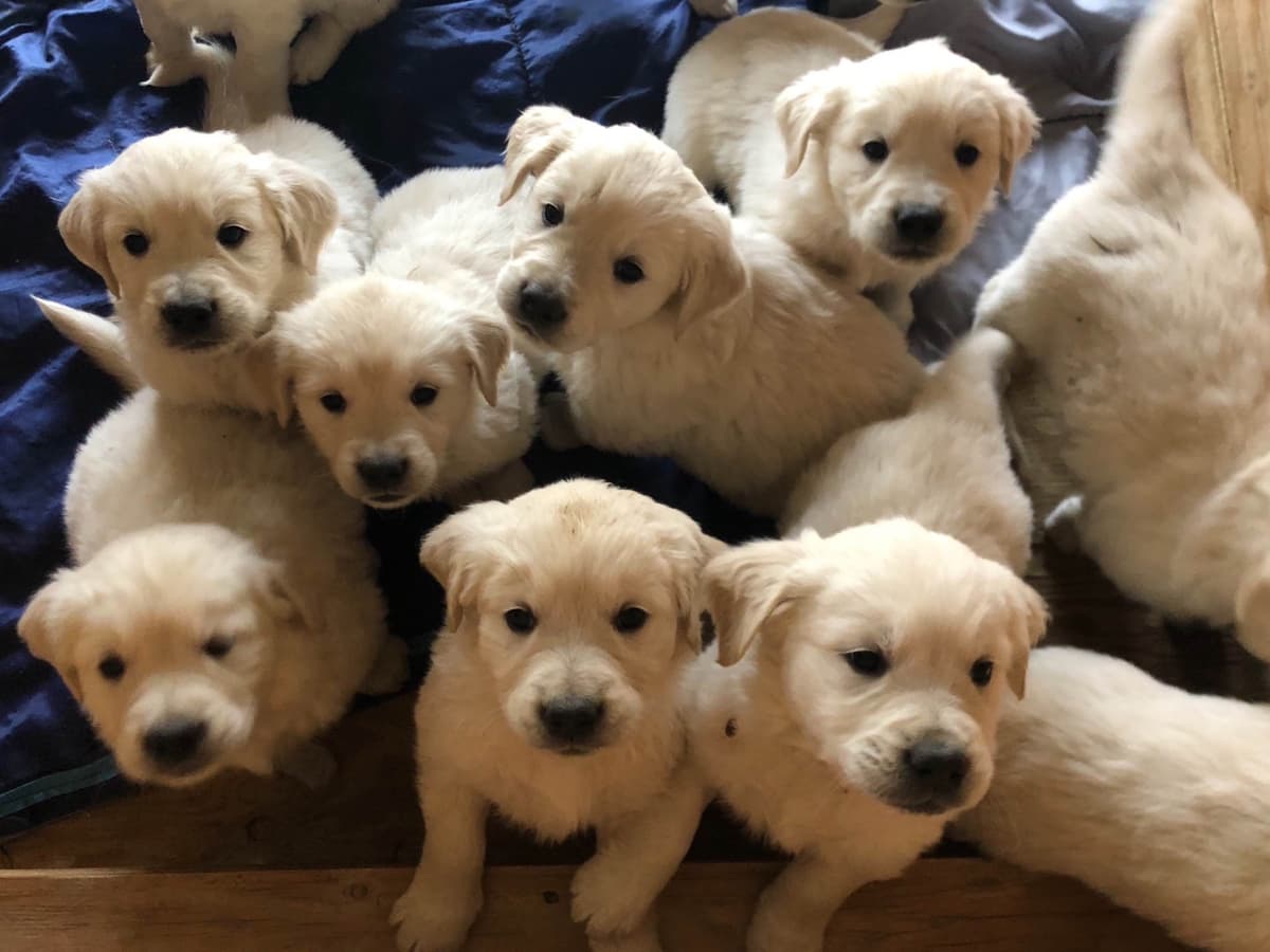 European Champion Sired English Cream Pups, all clearances breeder image 23