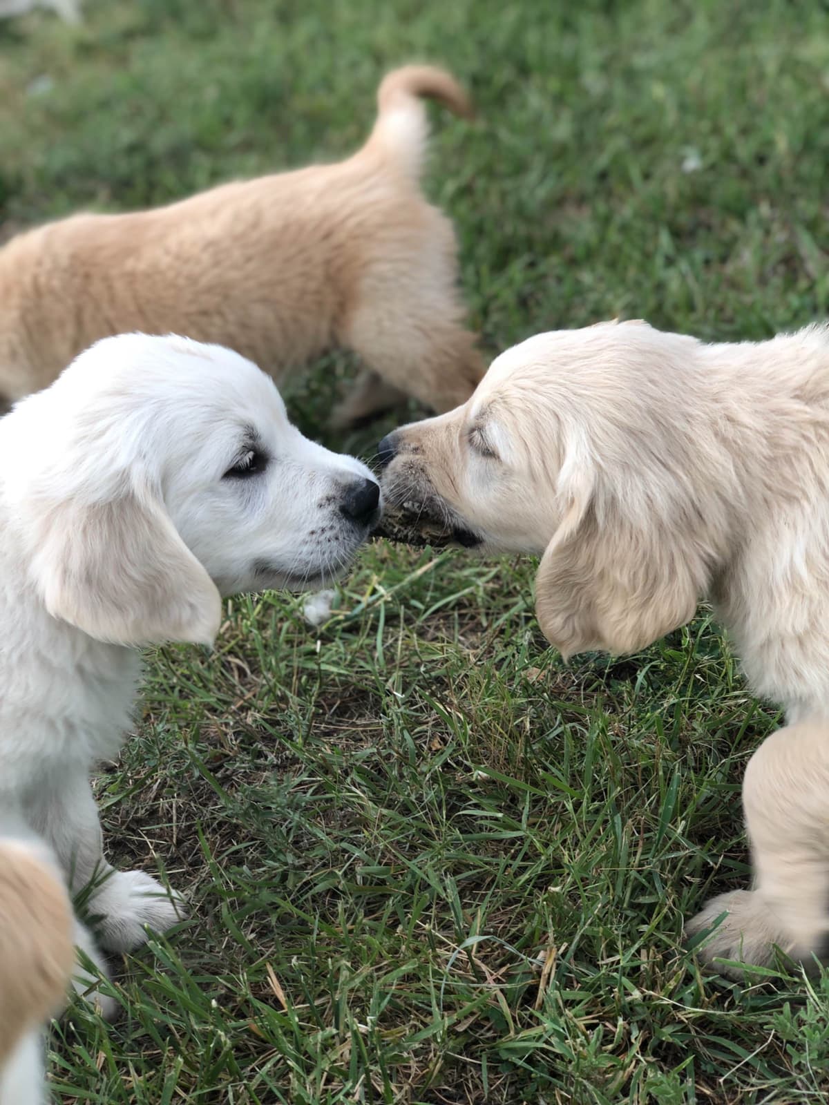 European Champion Sired English Cream Pups, all clearances breeder image 27