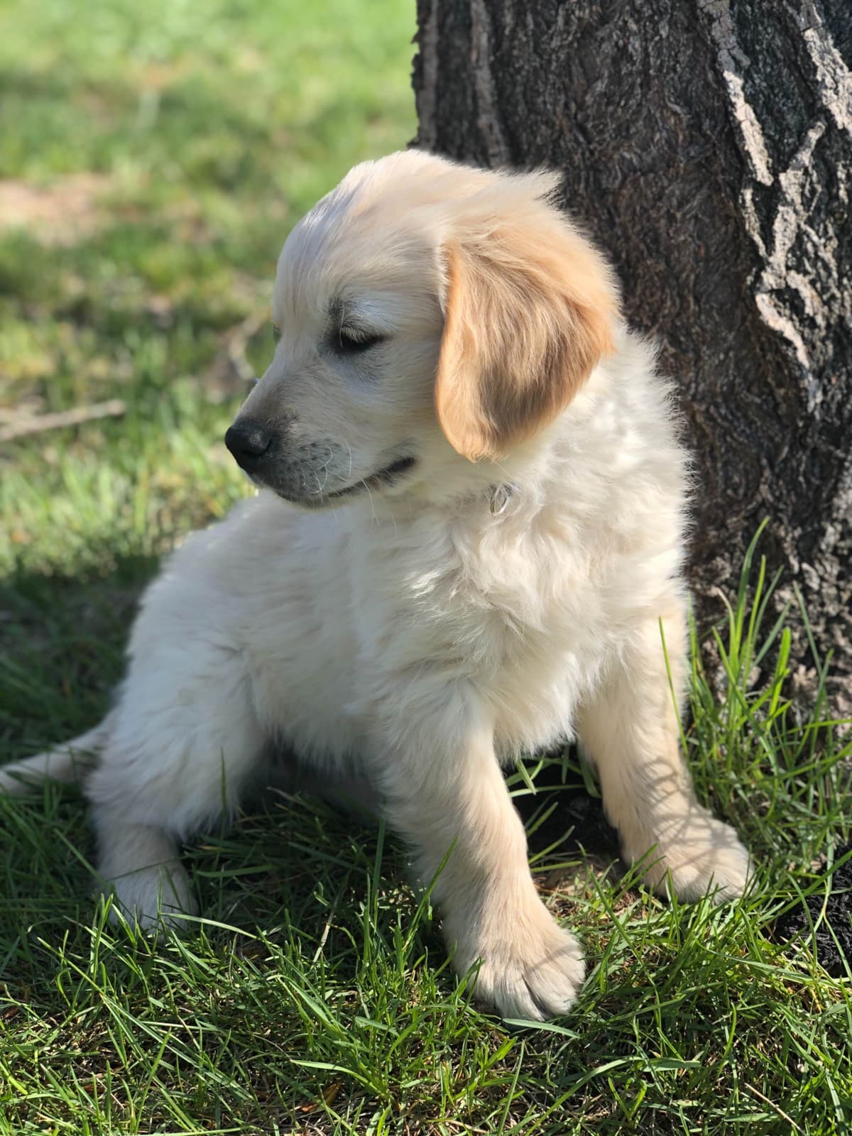 European Champion Sired English Cream Pups, all clearances breeder image 28