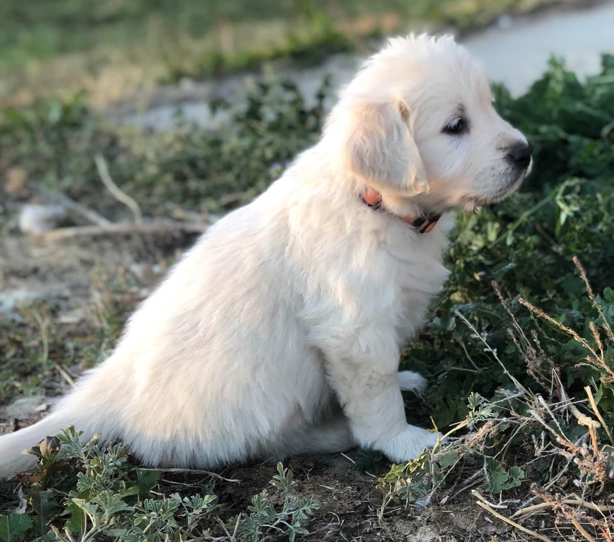 European Champion Sired English Cream Pups, all clearances breeder image 29