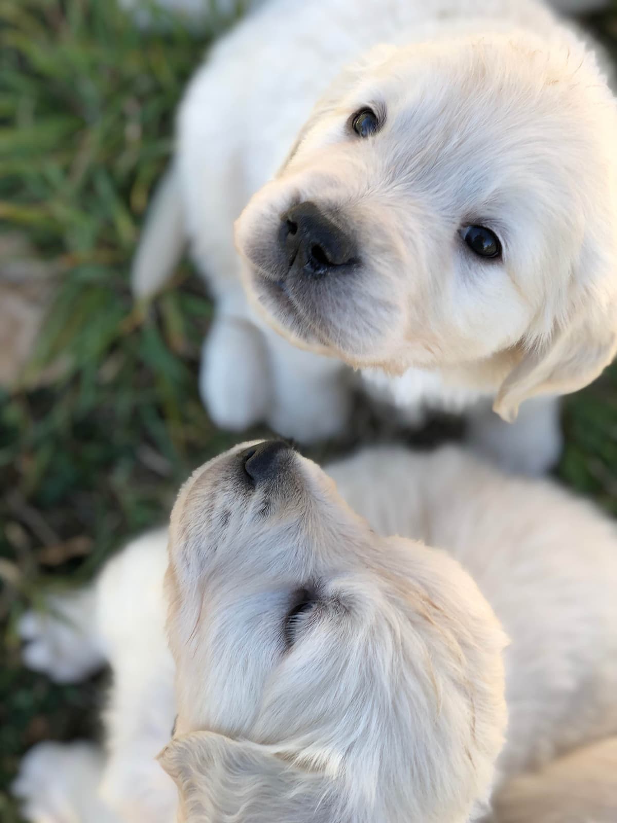 European Champion Sired English Cream Pups, all clearances breeder image 33