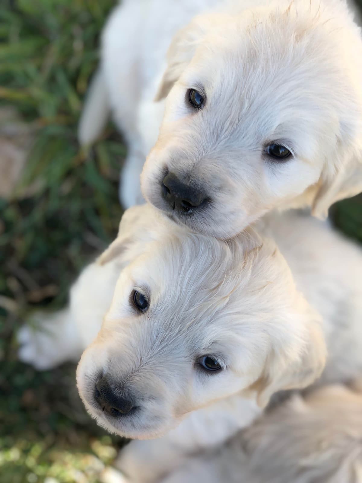 European Champion Sired English Cream Pups, all clearances breeder image 34