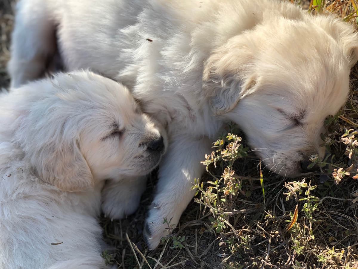 European Champion Sired English Cream Pups, all clearances breeder image 37
