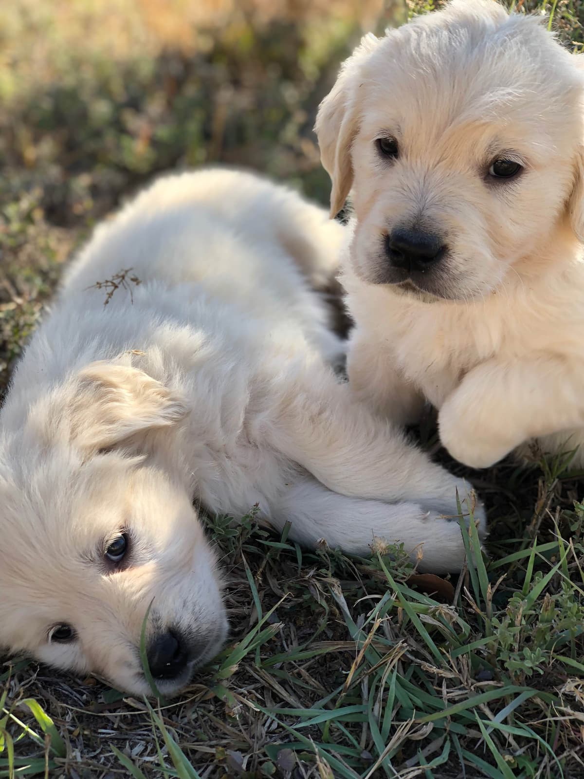 European Champion Sired English Cream Pups, all clearances breeder image 39