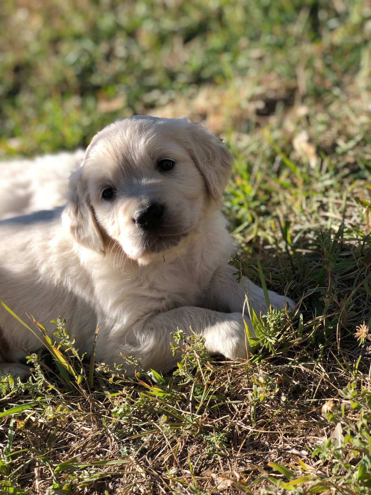 European Champion Sired English Cream Pups, all clearances breeder image 40