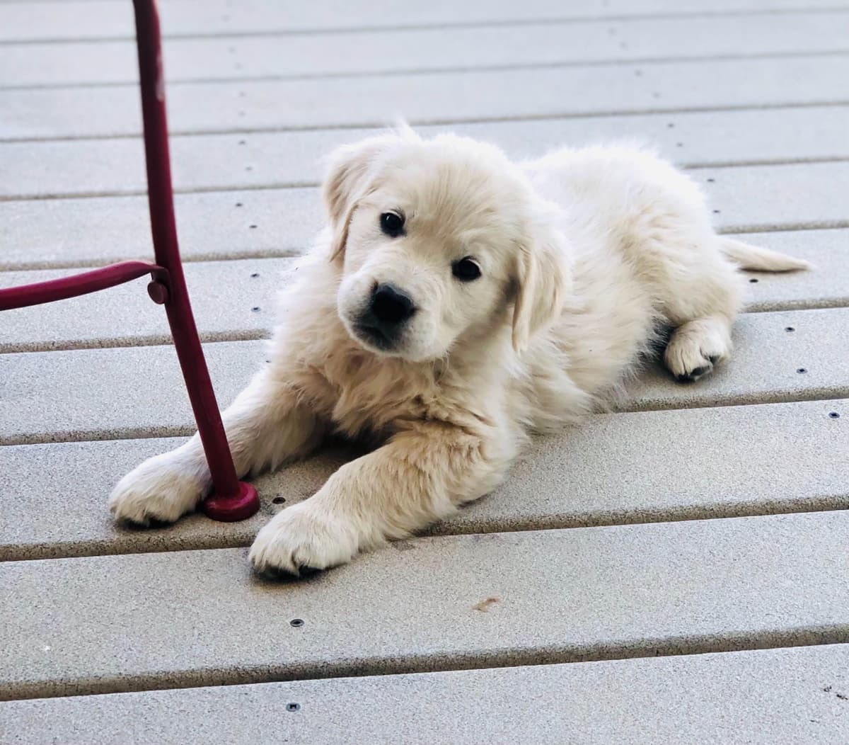 European Champion Sired English Cream Pups, all clearances breeder image 42