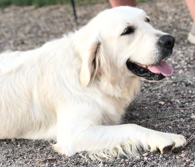 European Champion sired, all clearances, English Cream Golden Pups media 2