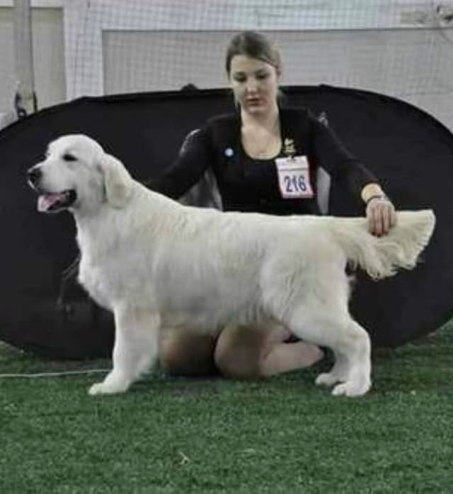 European Champion sired, all clearances, English Cream Golden Pups media 3