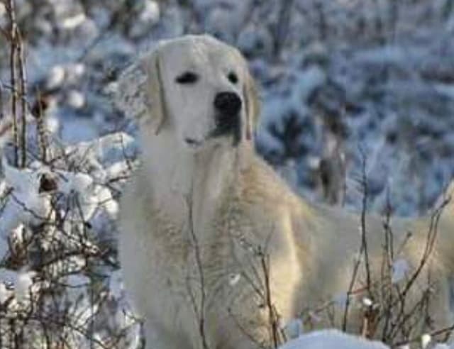 European Champion sired, all clearances, English Cream Golden Pups media 4