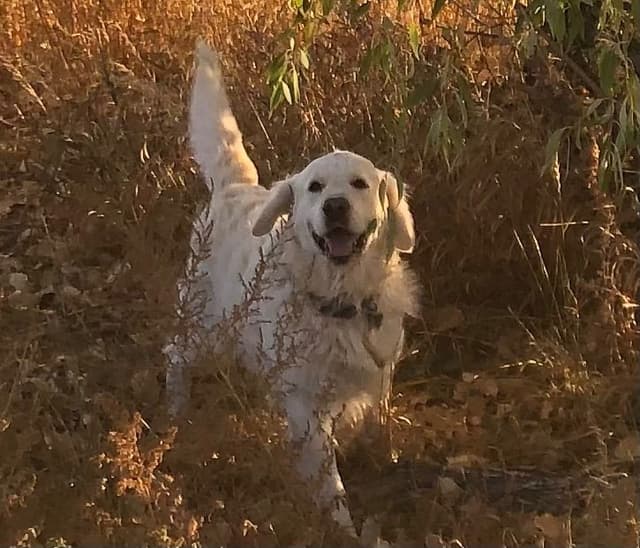 European Champion sired, all clearances, English Cream Golden Pups media 5
