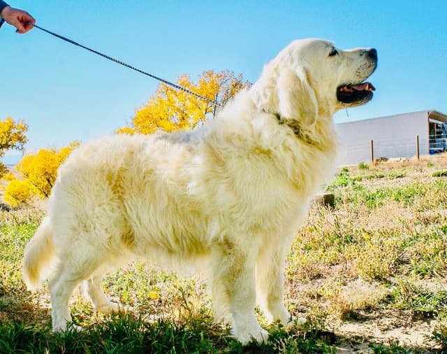European Champion sired, all clearances, English Cream Golden Pups media 7