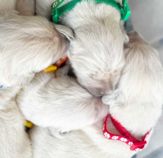 European Champion Sired  English Cream Pups, all clearances media 5