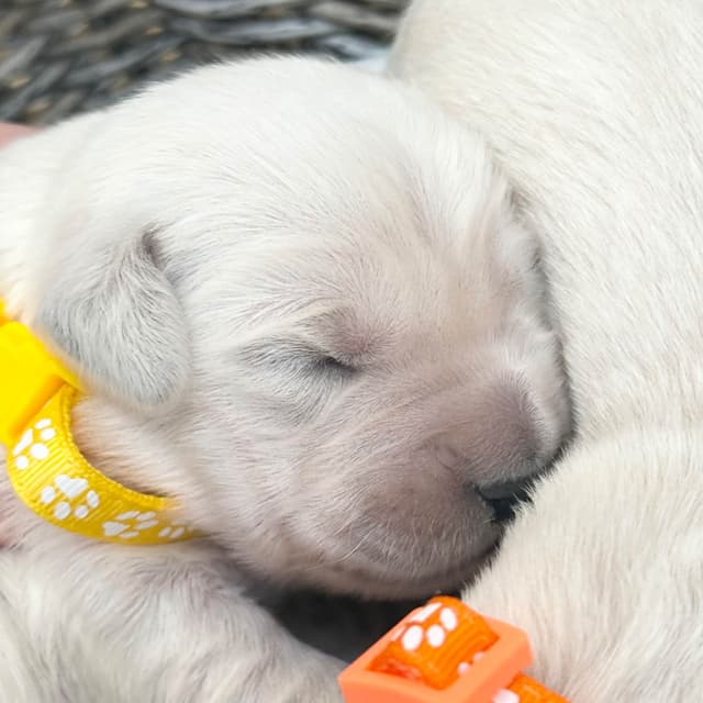 European Champion Sired  English Cream Pups, all clearances media 8