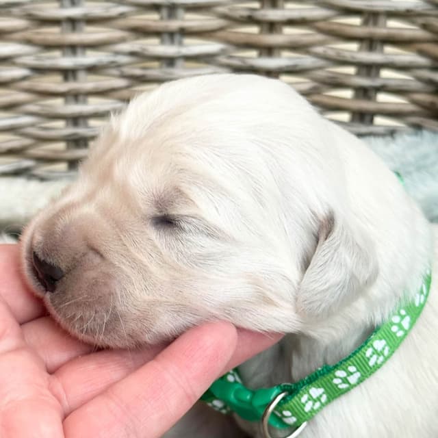 European Champion Sired  English Cream Pups, all clearances media 9
