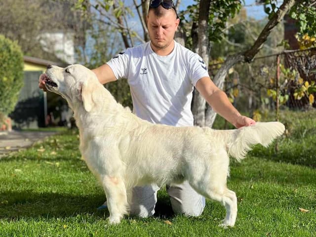 European Champion Sired  English Cream Pups, all clearances media 28