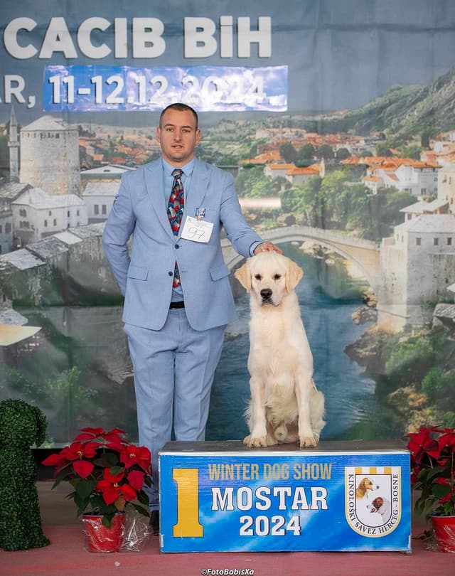 European Champion Sired  English Cream Pups, all clearances media 30