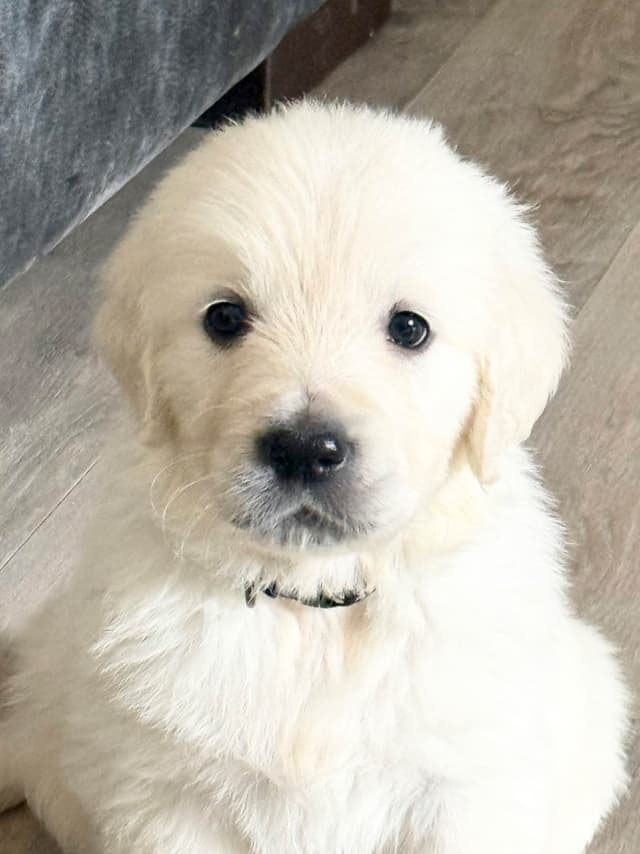 European Champion sired, all clearances, English Cream Golden Pups media 8