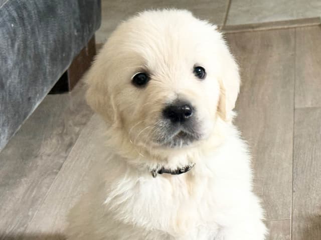 European Champion sired, all clearances, English Cream Golden Pups media 9