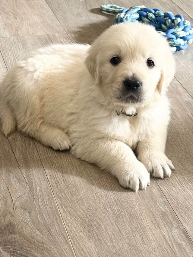 European Champion sired, all clearances, English Cream Golden Pups media 10