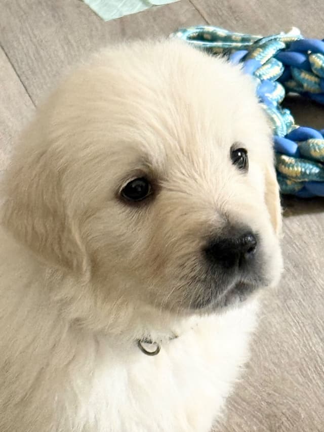 European Champion sired, all clearances, English Cream Golden Pups media 11
