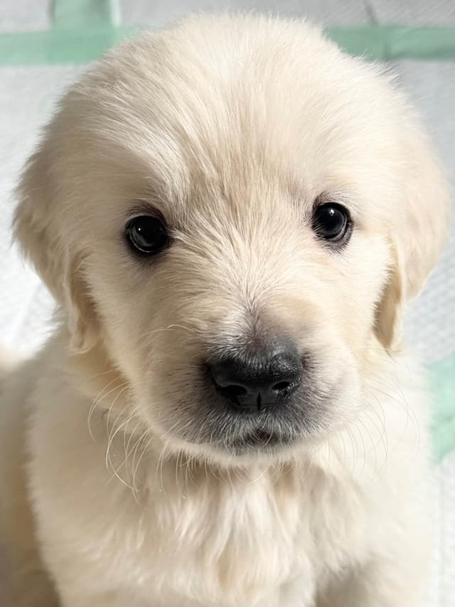 European Champion sired, all clearances, English Cream Golden Pups media 12