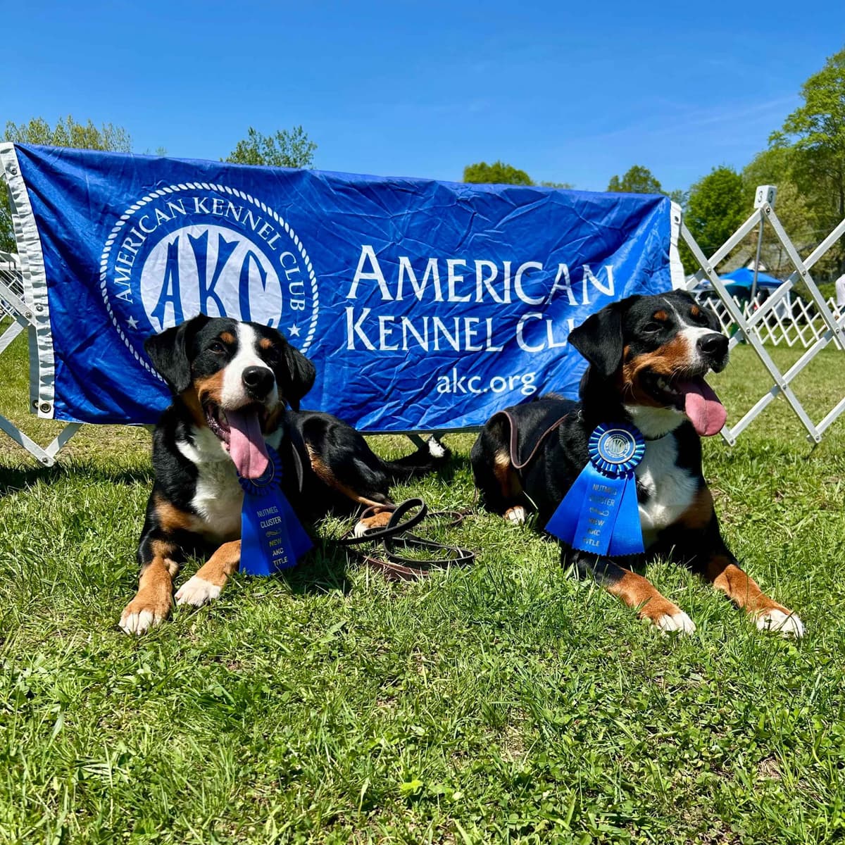 Appenzeller Sennenhunde Puppies breeder image 1