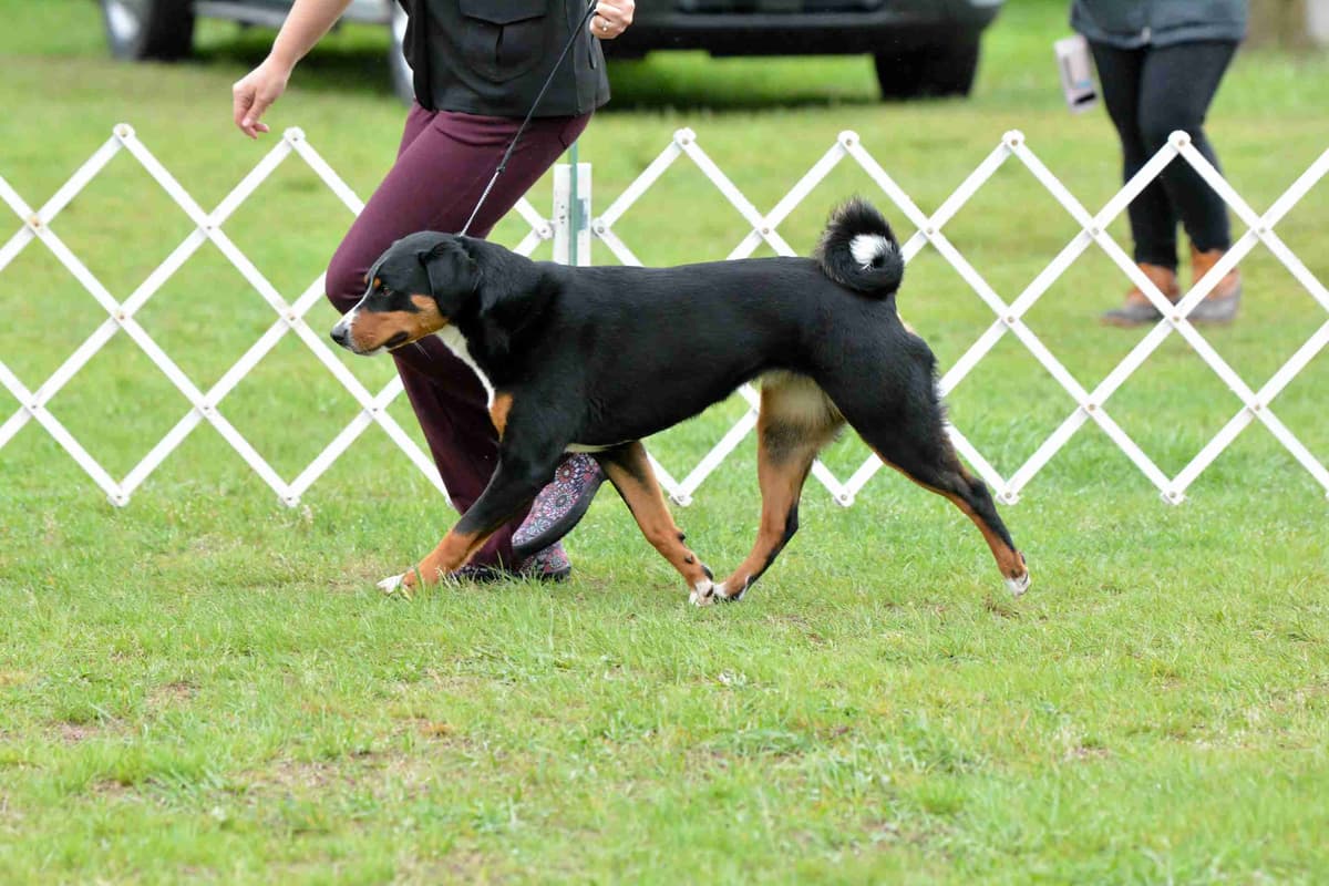 Appenzeller Sennenhunde Puppies breeder image 2