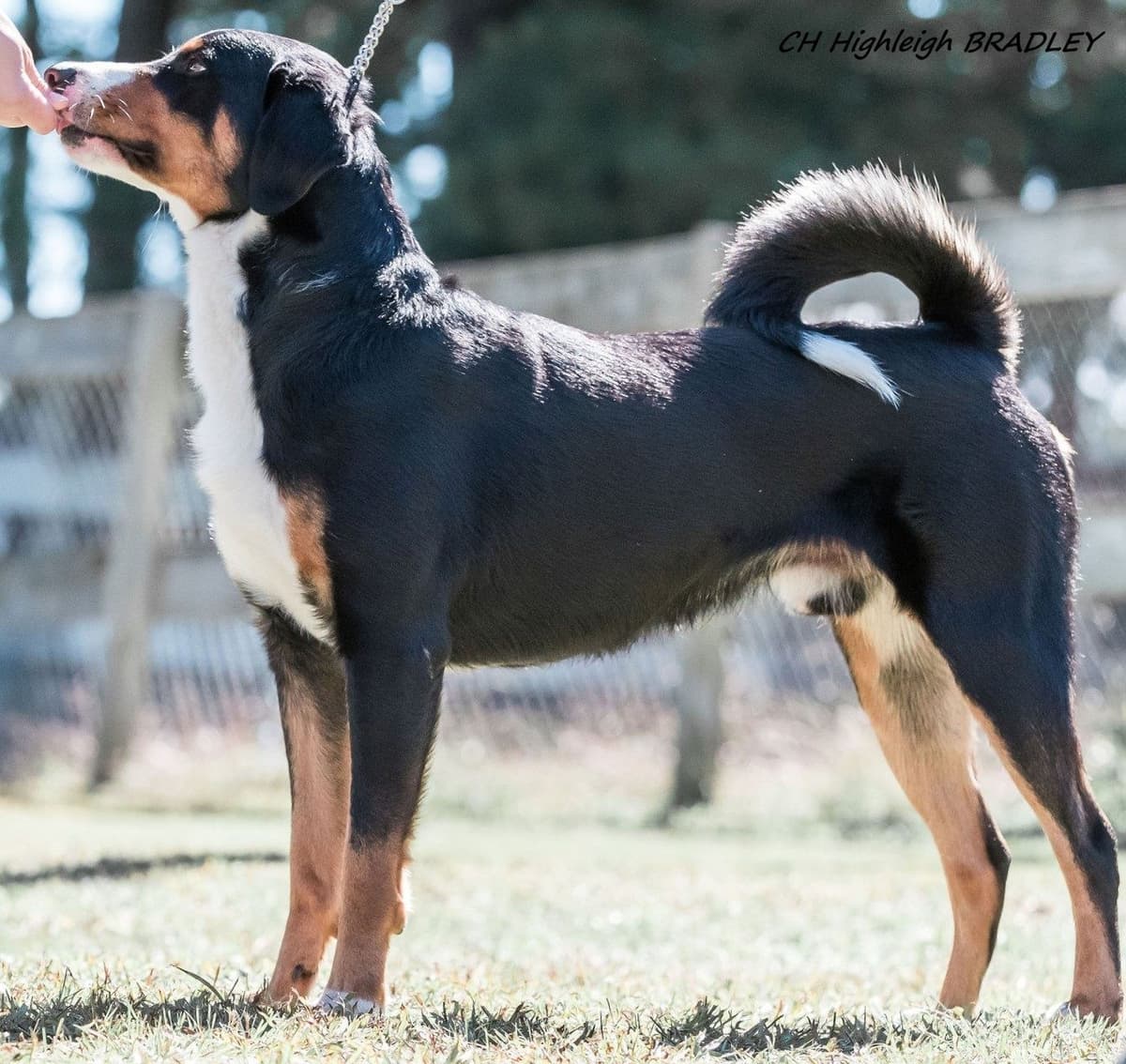 Appenzeller Sennenhunde Puppies breeder image 4