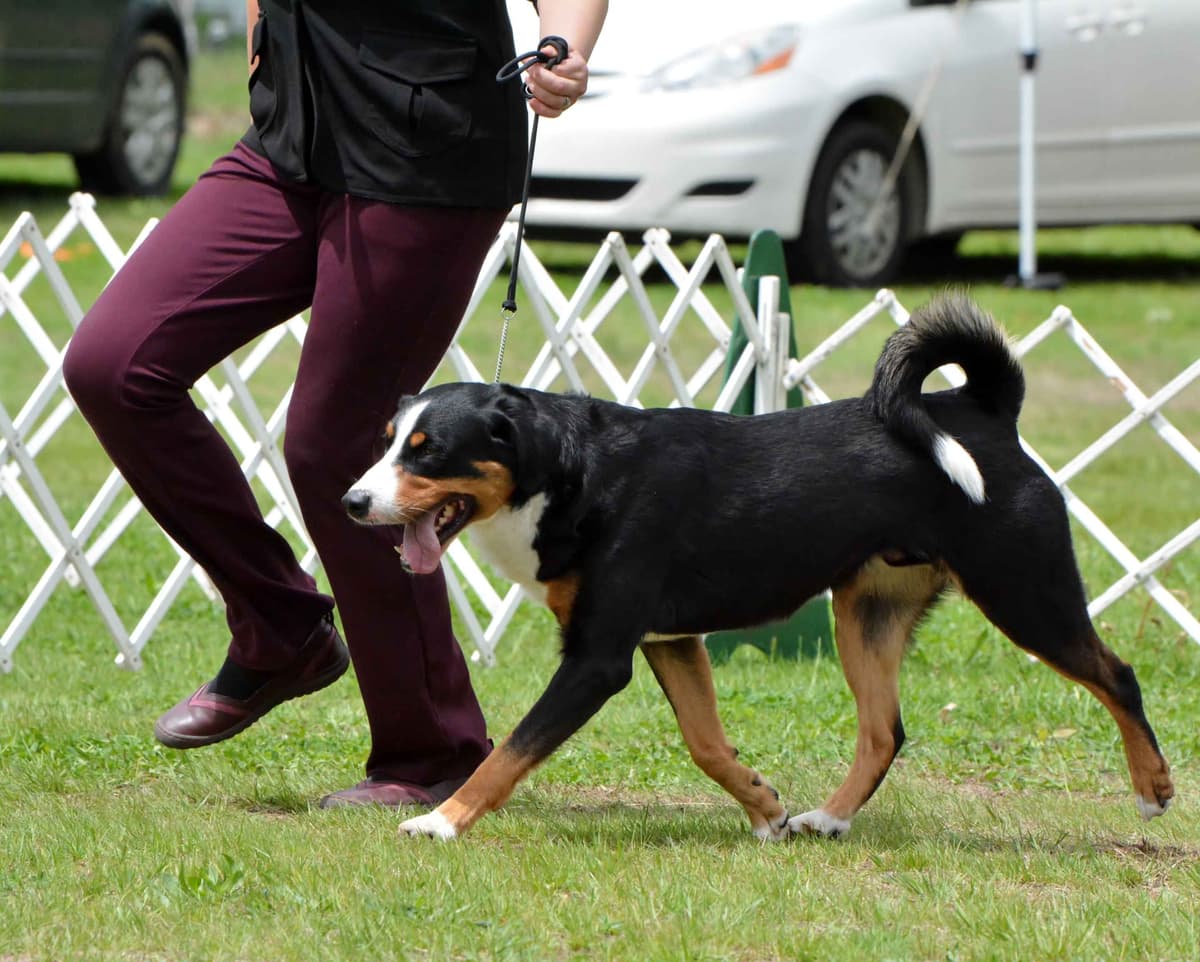 Appenzeller Sennenhunde Puppies breeder image 6