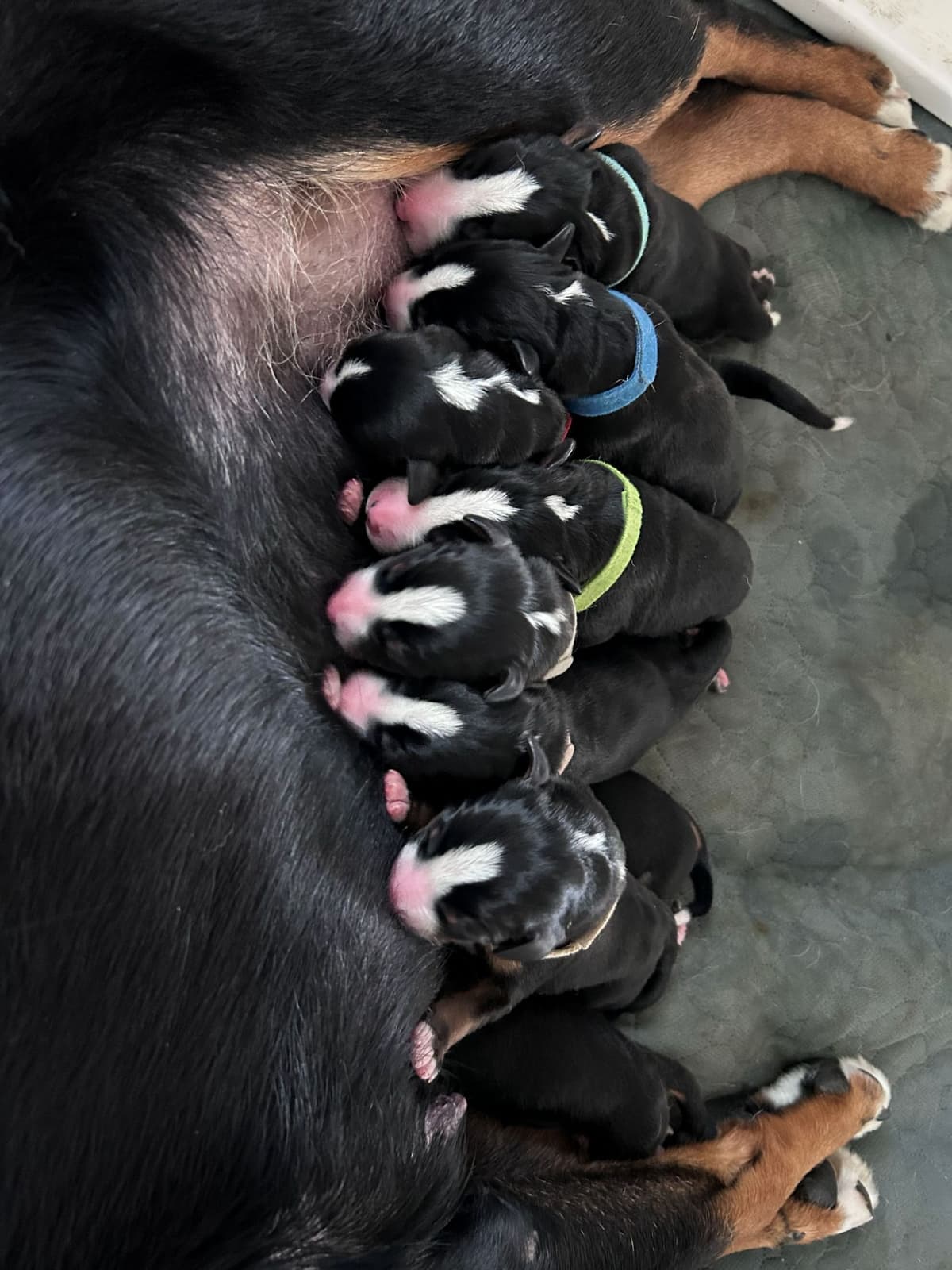 Appenzeller Sennenhunde Puppies breeder image 11
