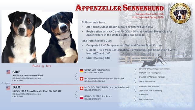 Appenzeller Sennenhunde Puppies media 4