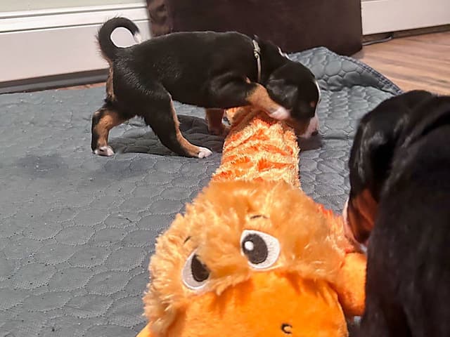 Appenzeller Sennenhunde Puppies media 5