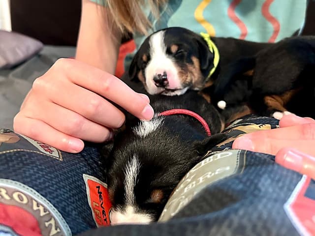 Appenzeller Sennenhunde Puppies media 2
