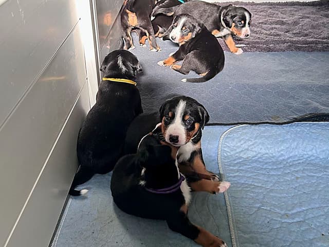 Appenzeller Sennenhunde Puppies media 14