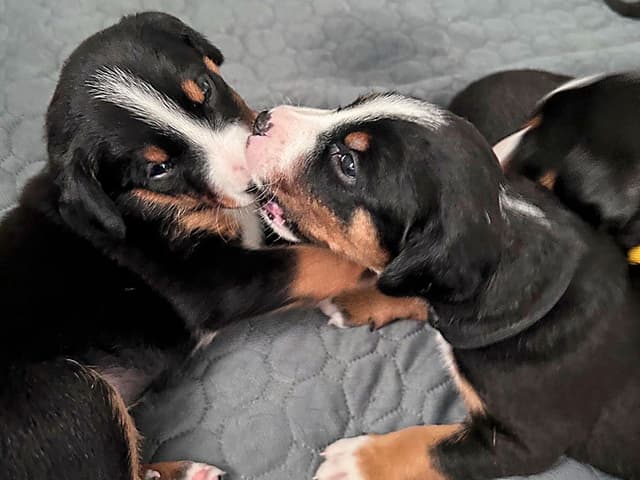 Appenzeller Sennenhunde Puppies media 6