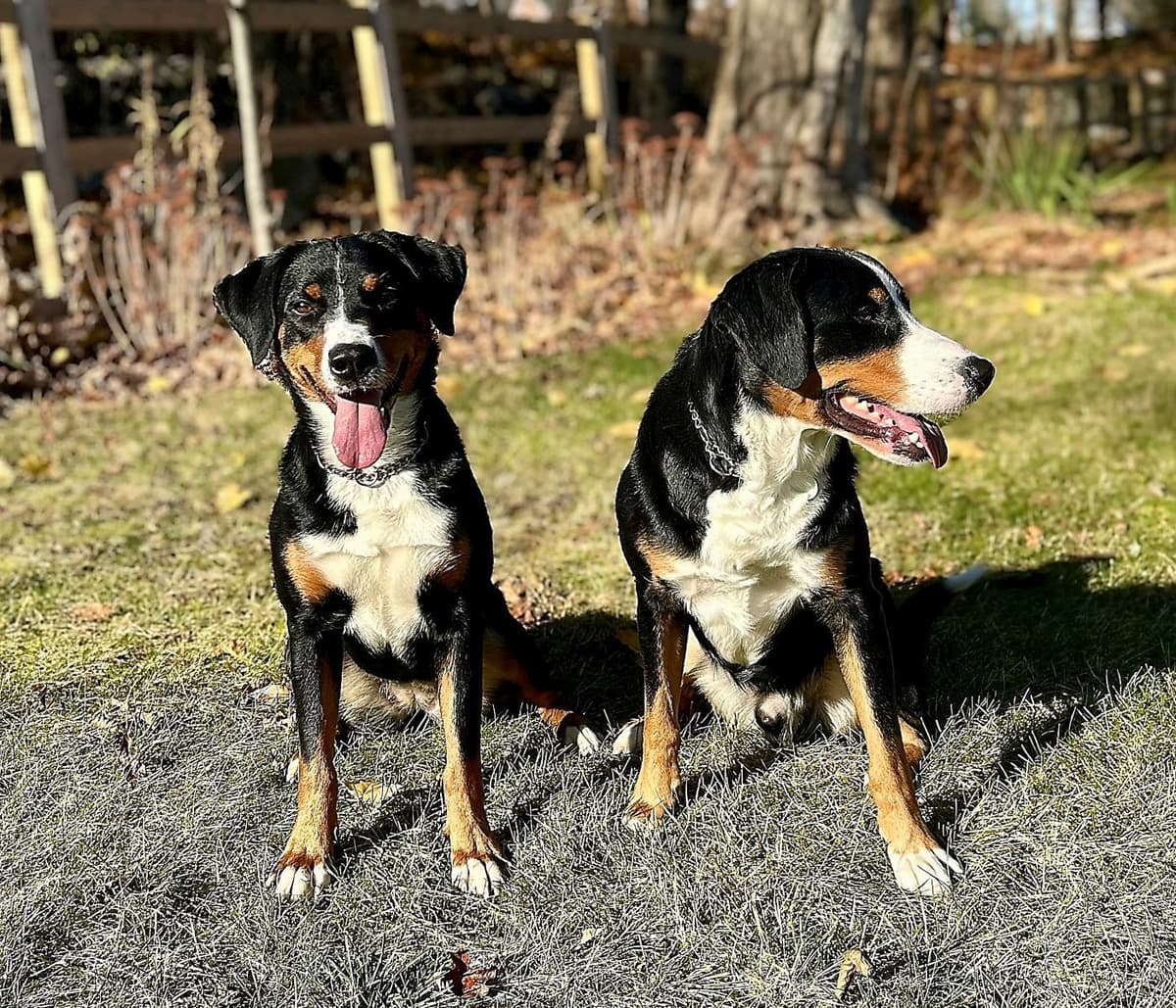 Appenzeller Sennenhunde Puppies breeder image 12