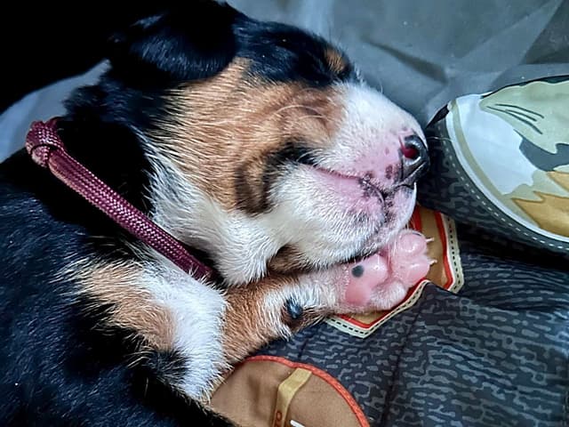 Appenzeller Sennenhunde Puppies media 7