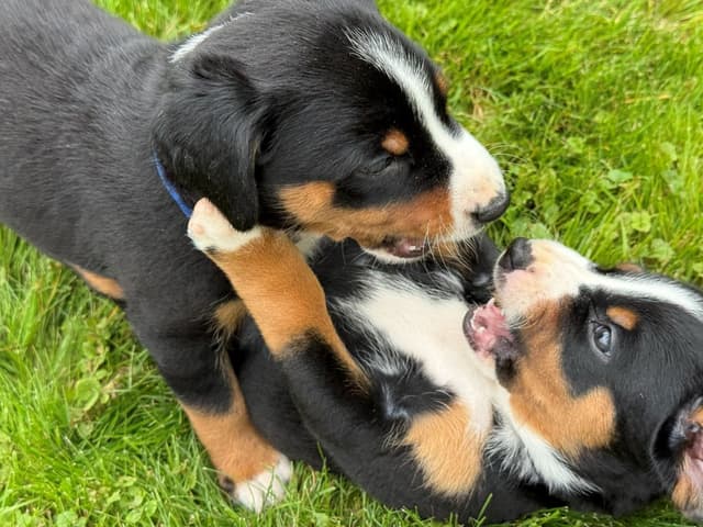 Appenzeller Sennenhunde Puppies media 9