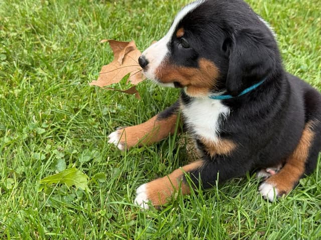 Appenzeller Sennenhunde Puppies media 3