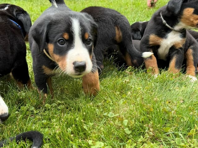 Appenzeller Sennenhunde Puppies media 11