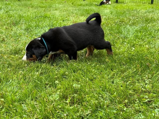 Appenzeller Sennenhunde Puppies media 13