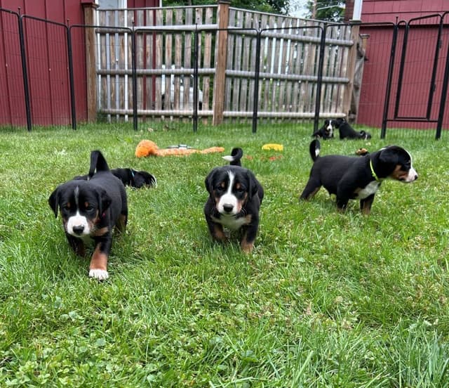 Appenzeller Sennenhunde Puppies media 12