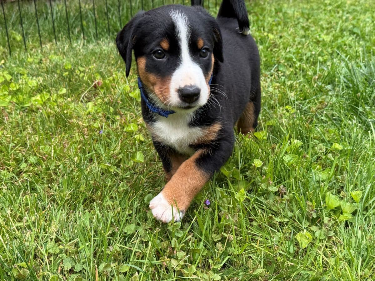 Appenzeller Sennenhunde Puppies breeder image 15