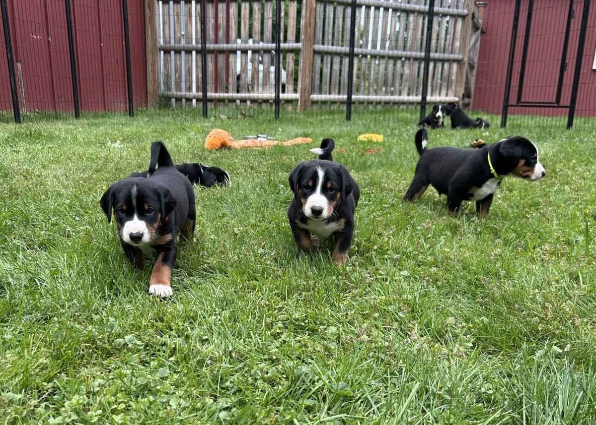 Appenzeller Sennenhunde Puppies breeder image 14