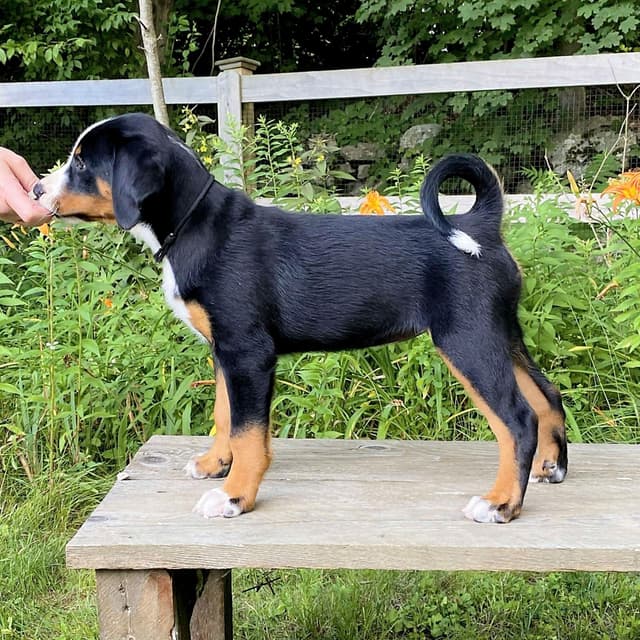 Appenzeller Sennenhunde Puppies media 16