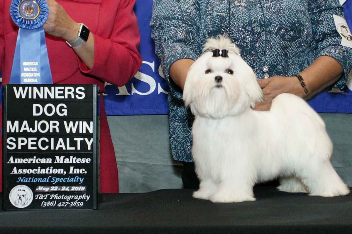 Maltese Puppies breeder image 1