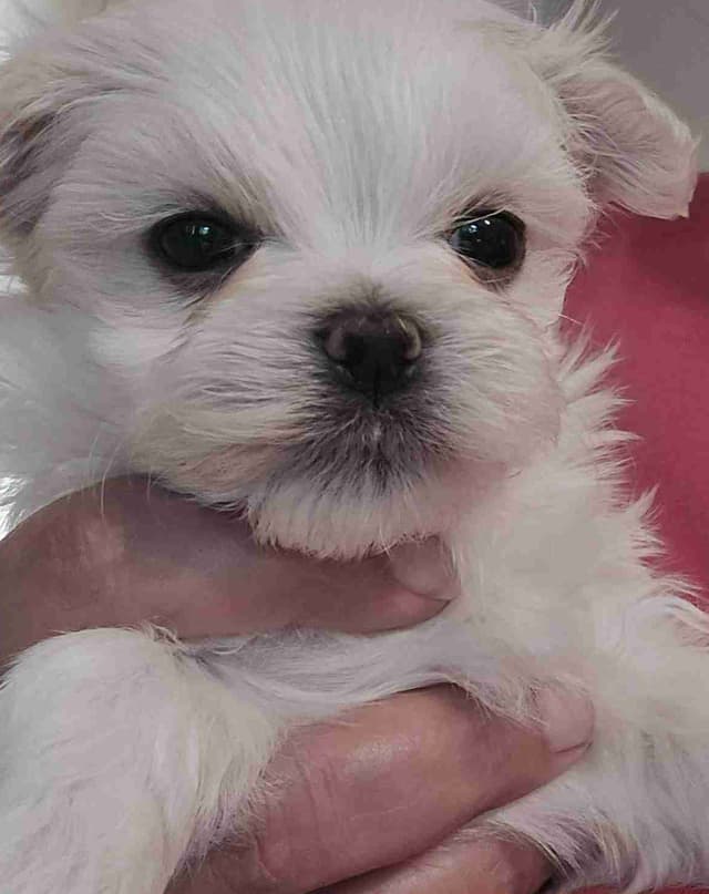 Maltese Puppies media 2