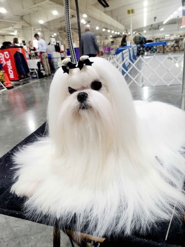 Maltese Puppies media 3