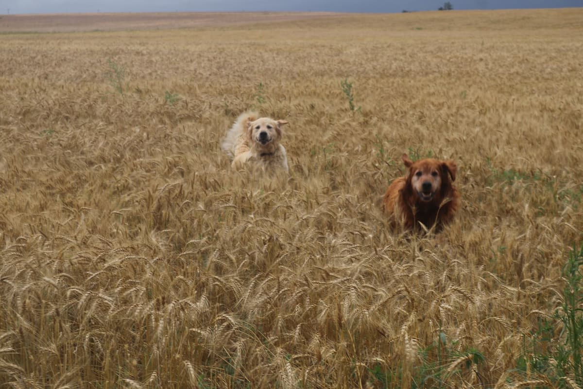 Golden Retriever Puppies breeder image 6